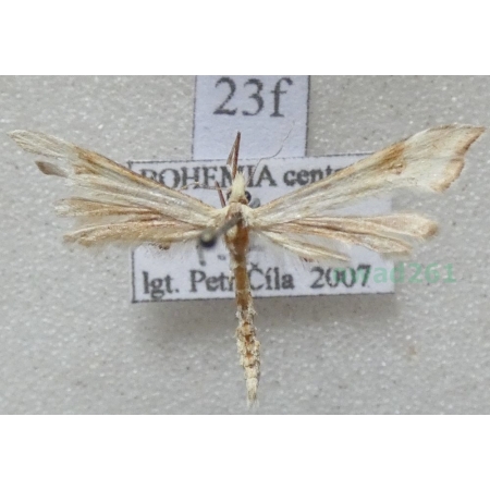 Cnaemidophorus rhododactyla (Denis & Schiffermüller, 1775) Czech23f